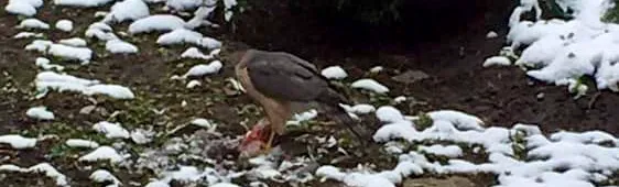 La photo montre un oiseau de proie avec une carcasse devant lui.