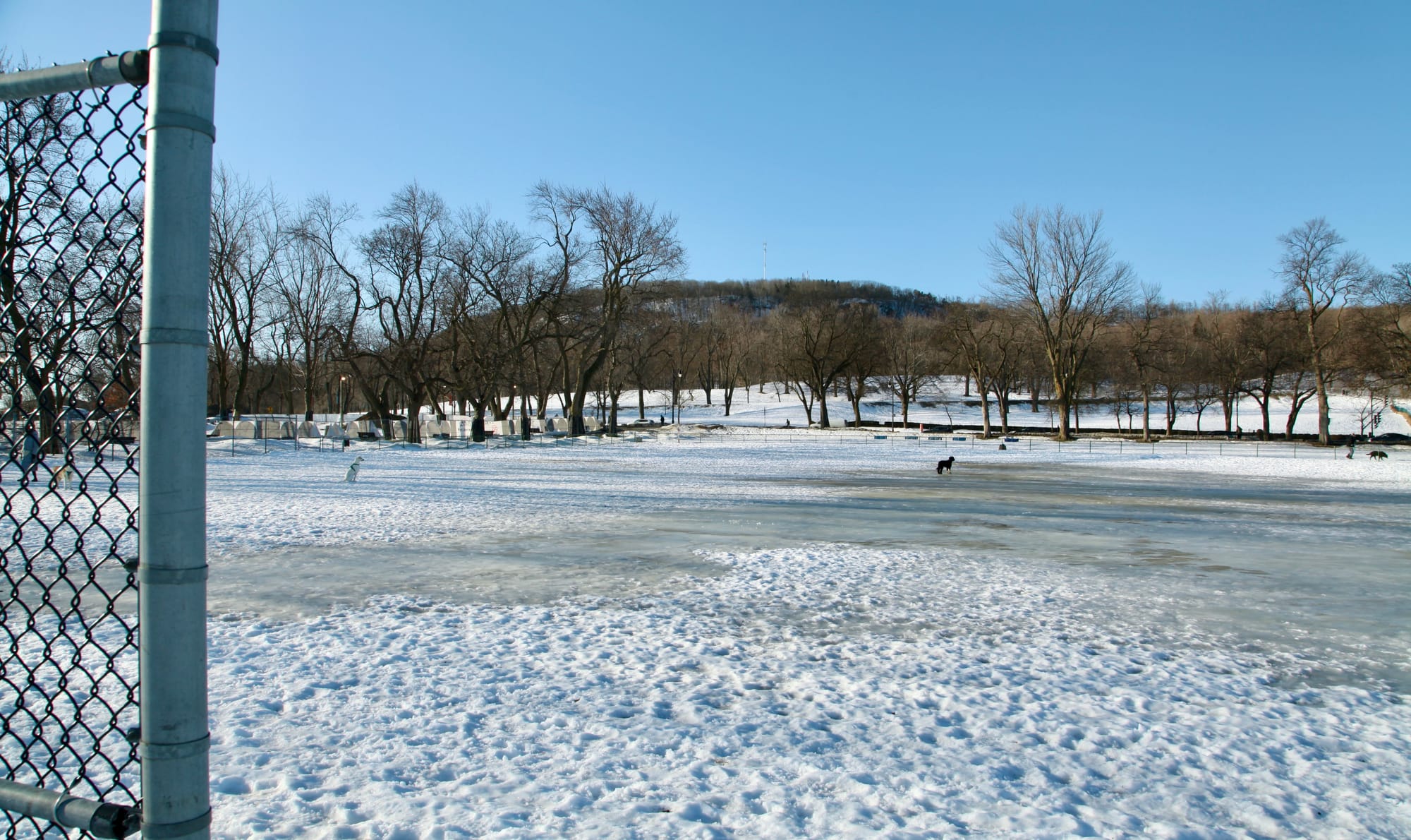 Plan large du parc Jeanne-Mance en hiver. On y voit des chiens au loin.